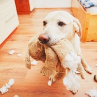 犬がおもちゃを壊してしまうのはなぜ？　その3つの理由から対策方法までご紹介