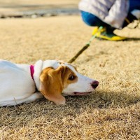 犬を『不幸』にさせる飼い主の共通点4選　愛犬に悲しい思いをさせないために事前に知っておくべきこととは