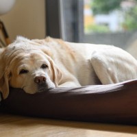 犬が『老犬』になったときにみせるサイン5選　注意すべき老化現象とは？