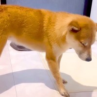 海で大はしゃぎした後、お風呂に入ったら犬が…想像以上の『尊すぎる姿』に悶絶の声「うとうとしちゃうの可愛いすぎる…」「眠さの限界ｗ」