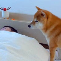 お父さんが起きられないほどの体調不良に…異変に気付いた犬の『まさかの姿』が忠犬すぎると5万再生「優しさが沁みる」「存在が尊い」と絶賛