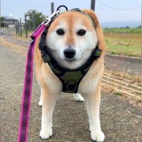 散歩中、犬が動かなくなったと思ったら…想定外な『まさかの末路』に212万表示の反響「拒否柴の進化系ｗ」「哀愁漂ってて草」と爆笑の声