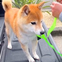 車で峠に行ったら、一緒にいた犬が…想像の上をいく『震えまくる姿』が切ないと150万再生「可哀想だけどかわいい」「抱きしめたくなる」