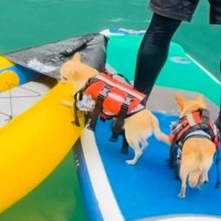 犬が『カヤックに乗り移ろうとした』結果…直後に起きたハプニングとまさかの展開が14万再生「飼い主さんもｗｗ」「何回見ても笑う」と爆笑