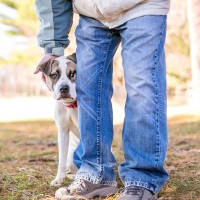 『繊細な性格の犬』にみられる共通点や特徴4つ　飼い主ができる寄り添うためのコツをご紹介