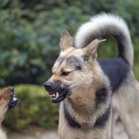 犬同士が仲良くできないときの2つの理由とは　それぞれの個性に合わせた改善のコツを解説