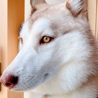 ハスキー子犬が『かっこいい横顔を見せてくれた』と思ったら…想定外すぎる『マヌケな後ろ姿』に3万いいね「ギャップ萌え」「鼻水出てるしｗ」