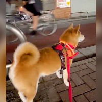 コンビニの前に行くと、なぜか犬が動かなくなる…まさかの『可愛すぎる理由』が214万表示「健気すぎ…いいこいいこしたい」「まるでハチ公」