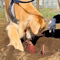 芋掘りをしに行ったら、大型犬が…一生懸命に『お手伝いする光景』に癒されると317万表示「丁寧に掘ってて偉い」「優しいｗ」大絶賛の声