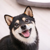 犬は『室内飼い』した方が長生きする？外飼いがよくないとされている理由とは