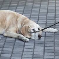 犬が『座り込んでしまう』原因5つ　散歩中に何度も…病気の可能性は？