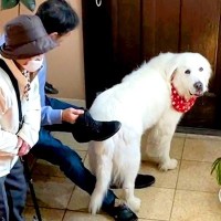 『お出かけに行ける』と勘違いした超大型犬を置いて行ったら…『まさかの反応』が必死過ぎると56万再生「分かりやすいｗ」「可愛すぎる」