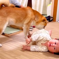 寝返り練習中の赤ちゃんが『どうしても犬に触りたい』と頑張っていたら…まさかの結末が39万再生「たまらん可愛さ…」「すごすぎる」と大絶賛