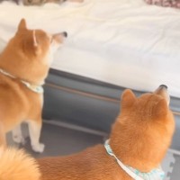 ぎっくり腰でダウンしていたら、犬たちが…感動的な『心配する姿』が4万再生「なんて優しいの…素敵」「ママが大切なんだね」と大絶賛の声