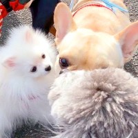 赤ちゃん犬を『初めて外で散歩させた』結果、他の犬と…まさかの『最強すぎるコミュ力を発揮する姿』に絶賛の声「社交性すごすぎｗ」と2万再生