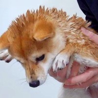 『うちの犬を洗うと…』まさかの"他の動物に変身する光景"に3万4000いいね集まる「どちらにしてもかわいい」「異論なしｗｗ」と大反響