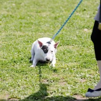 知ってる？犬種による特性