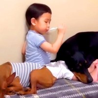 小さな男の子が『犬たちと一緒に育った』結果…愛情たっぷりの『お世話をする姿』が泣けてくると108万再生「本当の兄弟みたい」「微笑ましい」