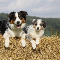 【知ってる？】犬種による特性の違いとは？タイプ・グループ毎の特徴と注意点を獣医が解説