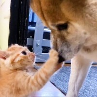 不器用な犬が『赤ちゃん猫のお世話』をした結果…思った以上に『一生懸命な姿』が35万3000再生「本当のパパみたい」「過保護過ぎて草」