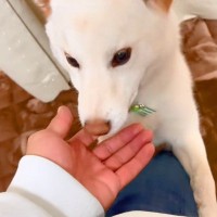 他の犬に浮気をして帰った結果、家にいた愛犬が…思った以上の『ブチギレ』が3万再生「妬いてるの可愛すぎ」「匂いで全部バレるｗ」と絶賛の声