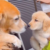 大型犬が『甥っ子と初めて会った』結果…尊すぎる『無邪気な反応』が19万再生「ちゃんと叔父さんｗ」「お顔がそっくり」と感動の声