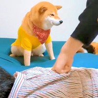 『父が攻撃されていたら犬は助けてくれるのか？』を検証したら…予想外だった『まさかの結末』が17万再生「冷ややかな視線で草」「笑ったｗ」