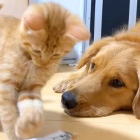 赤ちゃん猫が『大型犬に育てられた』1年半後…衝撃的な『完全に犬化してしまう姿』が15万再生「猫っぽくないw」「可愛すぎる…」と絶賛