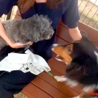 犬がドッグランで『他の犬に吠えられてしまった』結果…想定外すぎる『まさかのハプニング』が7万再生「爆笑」「ちびっちゃうの可愛すぎるｗ」