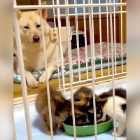 『捨てられた4匹の赤ちゃん猫』を見つけたので家に連れて帰ったら、犬が…まさかの『母親のような光景』が122万再生「優しい目」「尊すぎ」