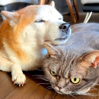 『犬が猫の頭にあごを乗せている』のかと思いきや…『まさかの真実』に爆笑の声「気遣ってるのかな？ｗ」「仲良しで可愛すぎる」と3万再生