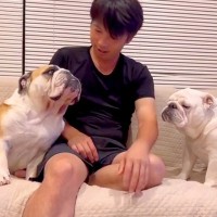 犬2匹がお父さんに『構ってほしいアピール』した結果…まるで『コントのような光景』が2万再生「中に人入ってる？ｗ」「取り合い可愛い」と爆笑