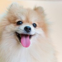 犬の『QOL』ってなに？　愛犬の幸福度を高めるために飼い主ができる7つのこととは