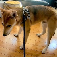 『こんなにも怯えていたワンコが…』心を閉ざした元野犬…家族に迎えてから『6ヶ月後の姿』が泣けると5万再生「違う犬かと思った」「心から尊敬」