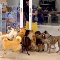 入院していた犬が退院、家に帰宅した結果…圧巻の『32匹の犬たちがお出迎えする様子』が衝撃的だと255万再生「愛を感じた」「感動で涙が」