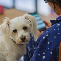 愛犬が落ち込んでしまう飼い主の2つの行動　つい無意識にやりがちな接し方から適切なケアまでご紹介