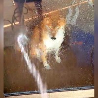 『犬にガラス越しに水をかけて』驚かそうとしたら…予想外の『まさかの反応』に爆笑「悟り開いてる？ｗ」「ただの水の無駄使いで草」と話題に