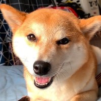 寝てたら犬が起こしに来たので『二度寝に誘ってみた』結果…想定外だった『まさかの展開』が16万再生「天国ですか？」「まるで人間」と悶絶