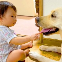 赤ちゃんが『大型犬の口にあるヒラヒラ』に触った結果…とんでもなく尊い光景が79万再生「恐る恐る触るの可愛い」「気になるよねｗ」と絶賛