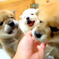 赤ちゃん犬たちの前に『人の手を近づけてみた』結果…動くぬいぐるみのような『まさかの反応』が9万再生「たまらん」「可愛さ反則級」と悶絶