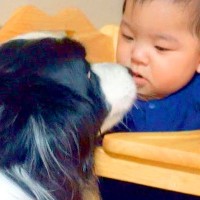 『世界一頭が良い犬種』がはじめて0歳の赤ちゃんと会ったら…賢すぎる『感動的な光景』が8万再生「なんか泣ける」「遠慮してるの健気」と絶賛