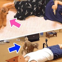 パパとママが同時にお昼寝をしたら、犬はどっちに添い寝する？検証してみたら…まさかの『意外な結果』が61万再生「優しい子」「世界一平和」