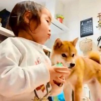 生まれた時から犬と一緒の2歳の女の子に『愛犬はワンワン？』と聞いたら…『まさかの回答』が泣けてくると10万再生「ステキな主張」「涙が…」