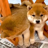 『外の世界』に興味津々な赤ちゃん犬たち…それでも怖がってしまう姿が9万再生「柴渋滞…可愛すぎる」「みんな個性が出てる」と悶絶の声