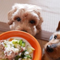 愛犬のご飯は温めてあげたほうがいい？　寒い時期に配慮してあげたい食べ物の温度からメリットまで解説