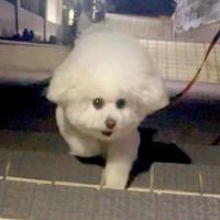 階段の上で犬を待っていたら…喜んでくれるかと思いきや『想定外な対応』が悲しすぎると3万再生「たまにあるｗ」「え、なんで？」と爆笑の声