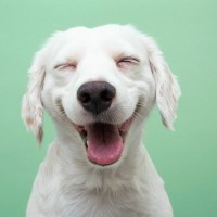 犬の体調が悪いときの『舌の状態』5つ　普段と違う異変を感じたらすぐに病院へ