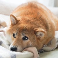 犬の体を温めてあげる3つのメリットとは　寒い季節に実践したいその効果と注意点を解説