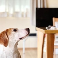 『誤飲しやすい犬』の特徴3選　誤飲を繰り返すとどうなる？対処法までご紹介