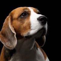 愛犬が天井をじっと見つめているのはなぜ？　その4つの理由から注意点まで解説